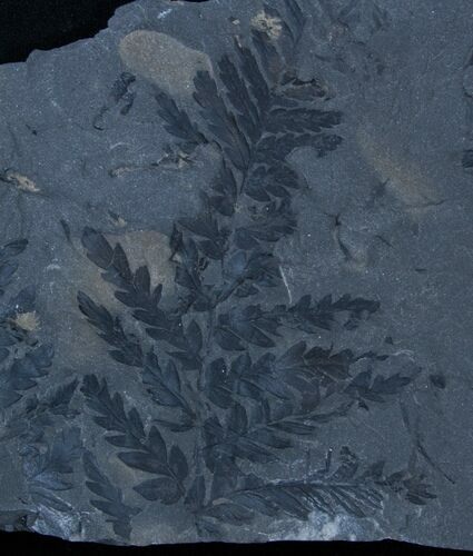 Beautiful, Large Plate of Mariopteris Fern Fossils #3381